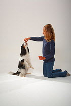 Girl training Cavalier King Charles Spaniel to sit up on hind legs, begging, tricolour