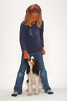 Girl training Cavalier King Charles Spaniel with treat, tricolour