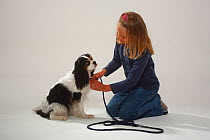 Girl attaching lead to collar of Cavalier King Charles Spaniel, tricolour