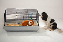 Cavalier King Charles Spaniel, tricolour, watching two Guinea Pigs in cage