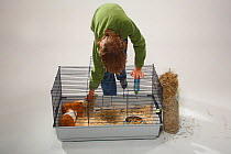 Boy placing hay in cage for Guinea Pigs
