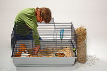 Boy placing hay in cage for Guinea Pigs