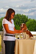 Young woman combing ear of Cavalier King Charles Spaniel, blenheim