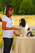 Young woman training Cavalier King Charles Spaniel to give a paw / shake hands, tricolour