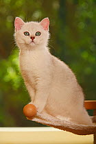 British Shorthair Cat, kitten, silver-shaded, sitting portrait