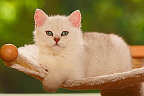 British Shorthair Cat, kitten, silver-shaded, lying down portrait