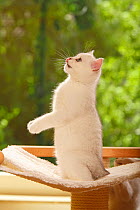 British Shorthair Cat, kitten, silver-shaded, sitting up on hind legs, licking lips