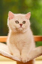 British Shorthair Cat, kitten, silver-shaded, portrait