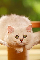 British Shorthair Cat, kitten, silver-shaded, crouching down