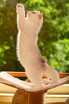 British Shorthair Cat, kitten, silver-shaded, reaching up on hind legs