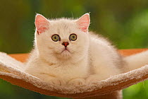 British Shorthair Cat, kitten, silver-shaded, portrait