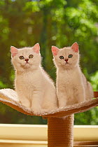 Two British Shorthair Cats, kittens, silver-shaded, sitting on stand