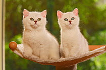 Two British Shorthair Cats, kittens, silver-shaded, sitting