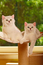 Two British Shorthair Cats, kittens, silver-shaded, one sitting, one lying
