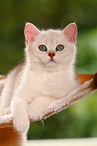 British Shorthair Cat, kitten, silver-shaded, lying down portrait