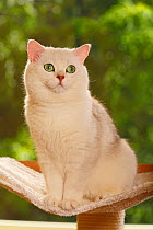 British Shorthair Cat, tomcat, chinchilla, sitting