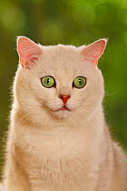 British Shorthair Cat, tomcat, chinchilla, portrait
