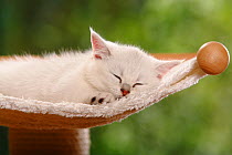 British Shorthair Cat, kitten, silver-shaded, sleeping
