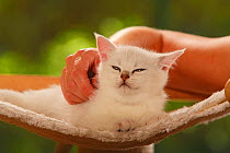 British Shorthair Cat, kitten, silver-shaded, enjoying being stroked