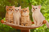 Four British Shorthair kittens, two silver-shaded and two golden-mackerel-tabby, sitting on stand