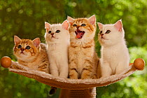 Four British Shorthair kittens, two silver-shaded and two golden-mackerel-tabby, sitting on stand, one yawning