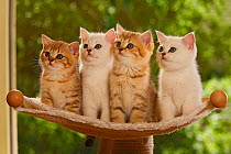 Four British Shorthair kittens, two silver-shaded and two golden-mackerel-tabby, sitting on stand