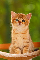 British Shorthair Cat, kitten, golden-mackerel-tabby, sitting portrait