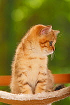 British Shorthair Cat, kitten, golden-mackerel-tabby, sitting