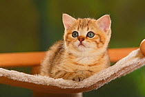 British Shorthair Cat, kitten, golden-mackerel-tabby, lying down