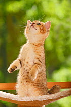 British Shorthair Cat, kitten, golden-mackerel-tabby, sitting up on hind legs