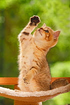 British Shorthair Cat, kitten, golden-mackerel-tabby, reaching up