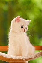 British Shorthair Cat, kitten, silver-shaded, sitting