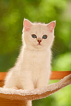 British Shorthair Cat, kitten, silver-shaded, sitting