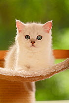 British Shorthair Cat, kitten, silver-shaded, lying down, portrait