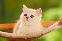 British Shorthair Cat, kitten, silver-shaded, lying down
