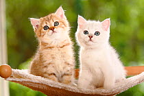 Two British Shorthair kittens, one silver-shaded and one golden-mackerel-tabby, sitting on stand