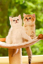 Two British Shorthair kittens, one silver-shaded and one golden-mackerel-tabby, sitting on stand