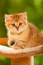 British Shorthair Cat, kitten, golden-mackerel-tabby, portrait