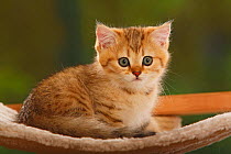 British Shorthair Cat, kitten, golden-mackerel-tabby, portrait