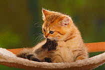 British Shorthair Cat, kitten, golden-mackerel-tabby, grooming