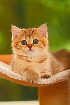 British Shorthair Cat, kitten, golden-mackerel-tabby, lying down portrait