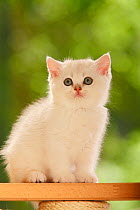British Shorthair Cat, kitten, silver-shaded, sitting, portrait