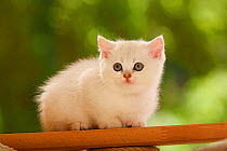 British Shorthair Cat, kitten, silver-shaded,