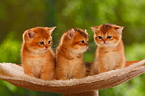 Three British Shorthair kittens, golden-ticked-tabby, sitting on stand