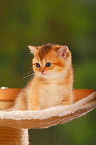 British Shorthair Cat, kitten, golden-ticked-tabby