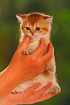 British Shorthair Cat, kitten, golden-ticked-tabby, being held