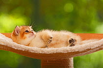 British Shorthair Cat, kitten, golden-ticked-tabby, lying down