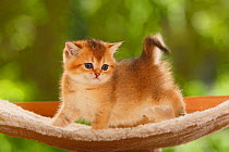British Shorthair Cat, kitten, golden-ticked-tabby, stretching