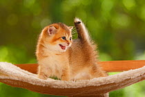 British Shorthair Cat, kitten, golden-ticked-tabby, vocalising