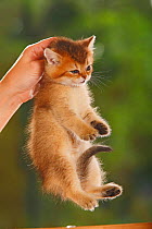 British Shorthair Cat, kitten, golden-ticked-tabby, being carried by the scruff of its neck